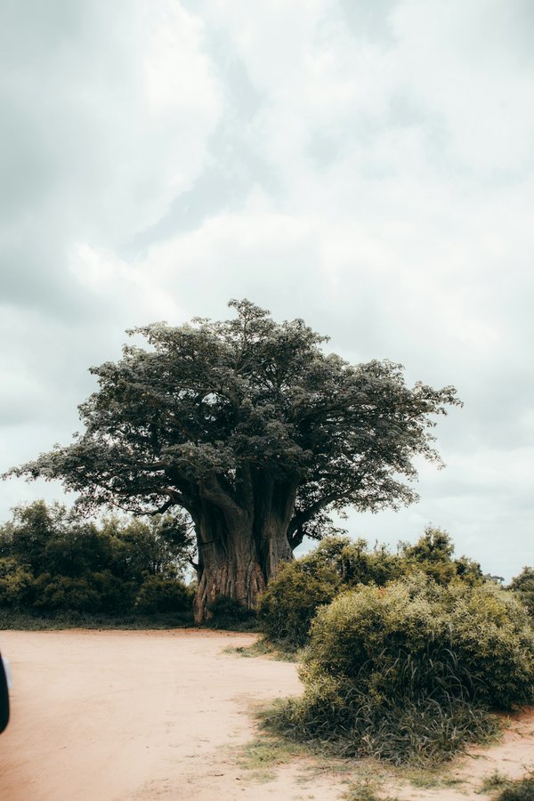 Aventures inoubliables lors d'un safari en Afrique